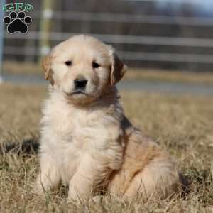 Benji, Golden Retriever Puppy