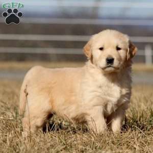 Benji, Golden Retriever Puppy