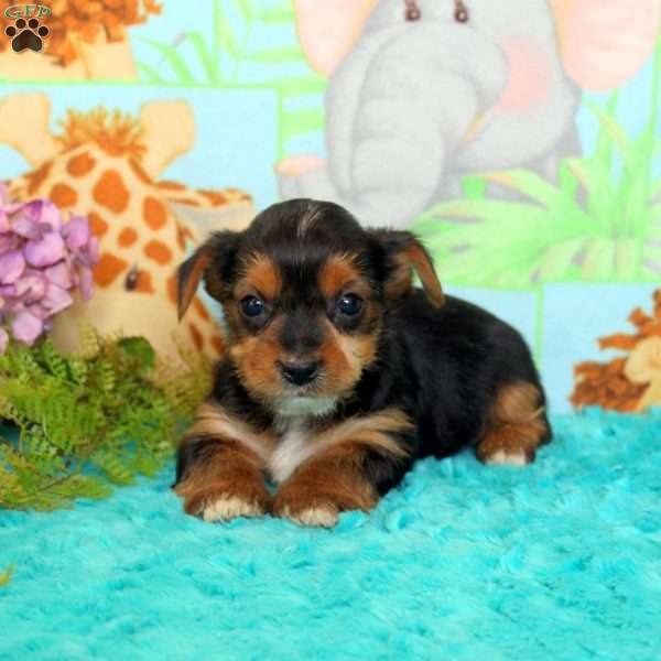 Benny, Yorkie Puppy