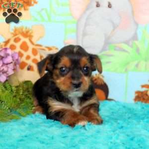 Benny, Yorkie Puppy