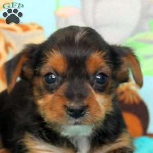 Benny, Yorkie Puppy