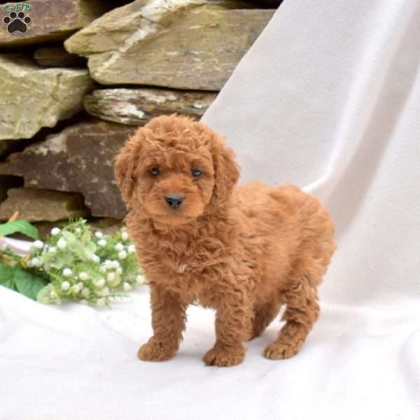 Bentley, Mini Goldendoodle Puppy