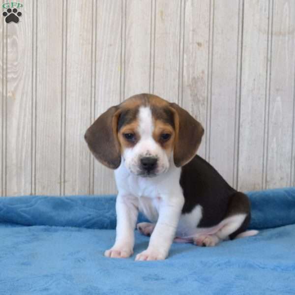 Bentley, Beagle Puppy