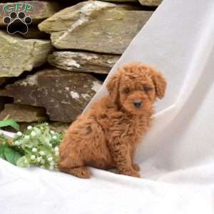 Bentley, Mini Goldendoodle Puppy