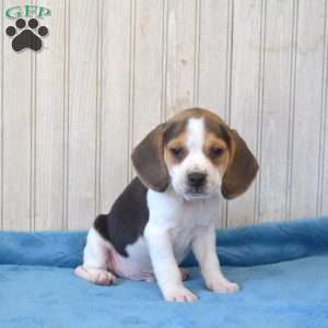 Bentley, Beagle Puppy