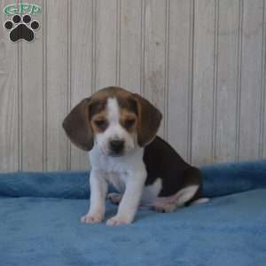 Bentley, Beagle Puppy