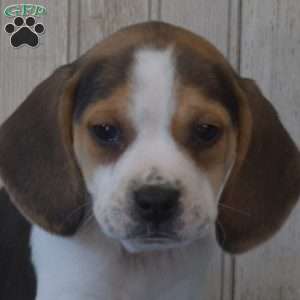 Bentley, Beagle Puppy