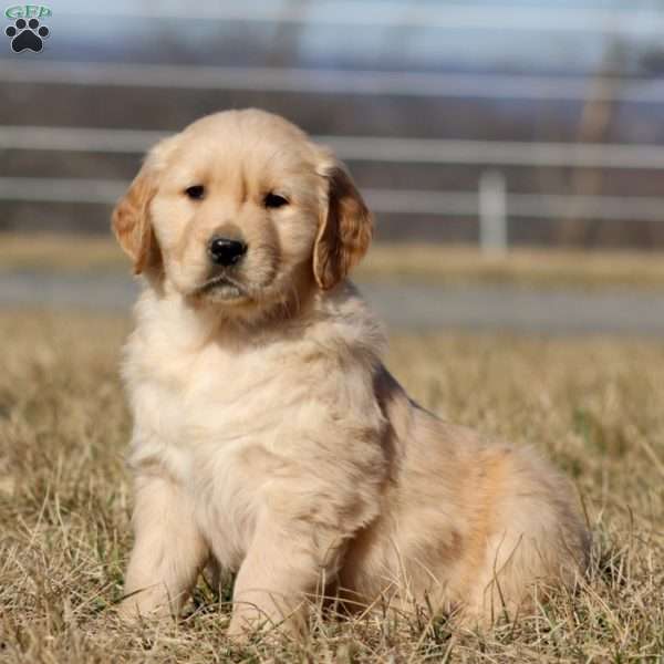 Bentley, Golden Retriever Puppy