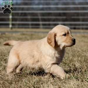 Bentley, Golden Retriever Puppy