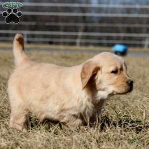 Bentley, Golden Retriever Puppy