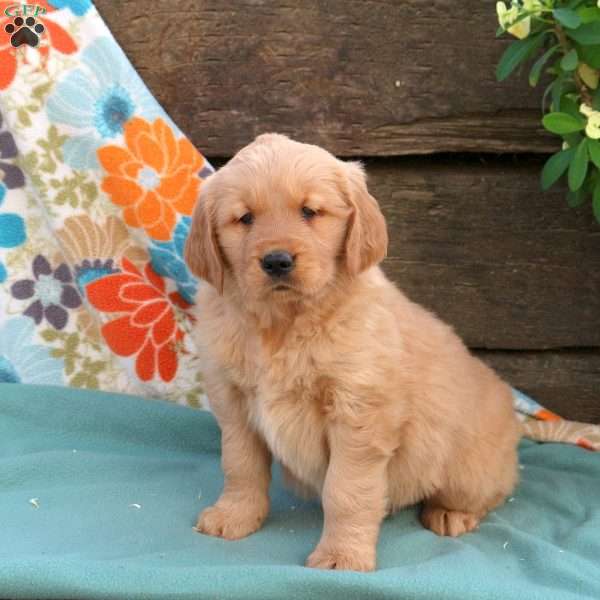 Berrie, Golden Retriever Puppy