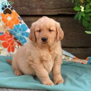 Berrie, Golden Retriever Puppy