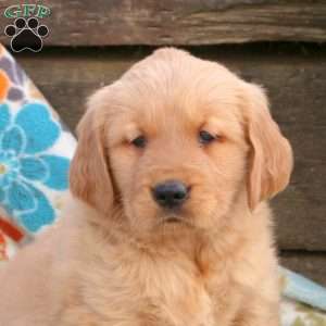 Berrie, Golden Retriever Puppy