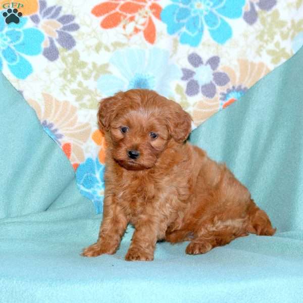 Bess, Miniature Poodle Mix Puppy