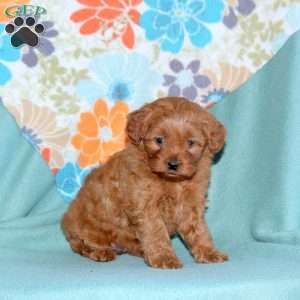 Bess, Miniature Poodle Mix Puppy