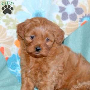 Bess, Miniature Poodle Mix Puppy