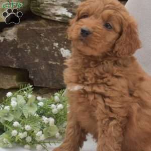 Betty, Mini Goldendoodle Puppy