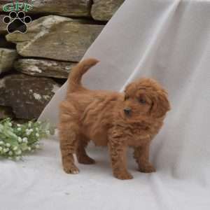 Betty, Mini Goldendoodle Puppy