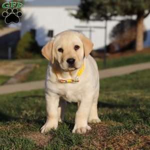 Billy, Yellow Labrador Retriever Puppy