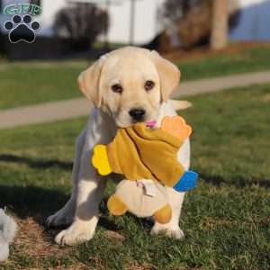 Billy, Yellow Labrador Retriever Puppy