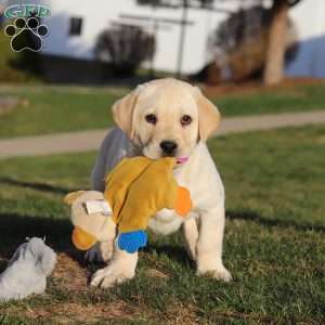 Billy, Yellow Labrador Retriever Puppy