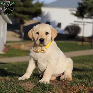 Billy, Yellow Labrador Retriever Puppy