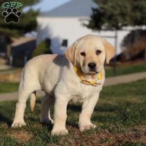 Billy, Yellow Labrador Retriever Puppy