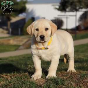 Billy, Yellow Labrador Retriever Puppy