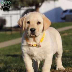 Billy, Yellow Labrador Retriever Puppy