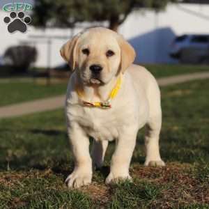 Billy, Yellow Labrador Retriever Puppy