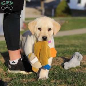 Billy, Yellow Labrador Retriever Puppy