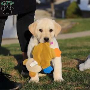 Billy, Yellow Labrador Retriever Puppy