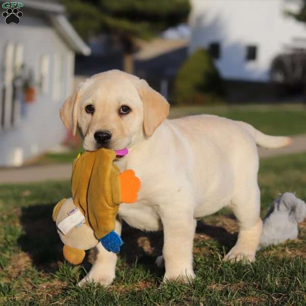 Billy, Yellow Labrador Retriever Puppy