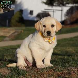 Billy, Yellow Labrador Retriever Puppy