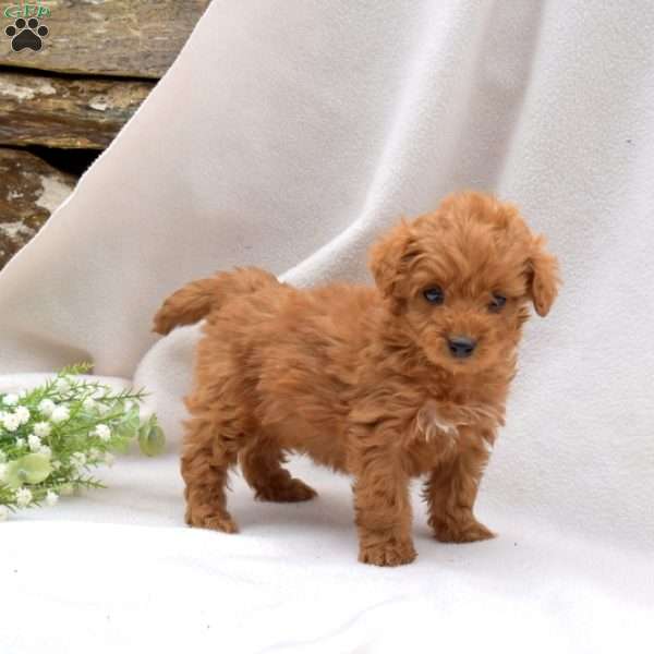 Bindi, Mini Goldendoodle Puppy