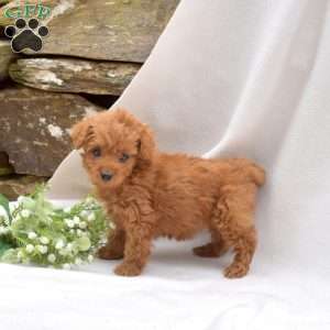 Bindi, Mini Goldendoodle Puppy