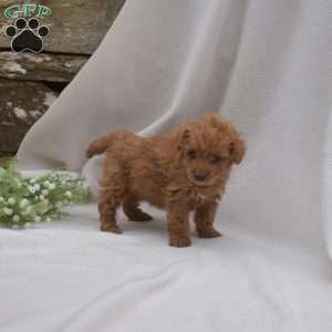 Bindi, Mini Goldendoodle Puppy