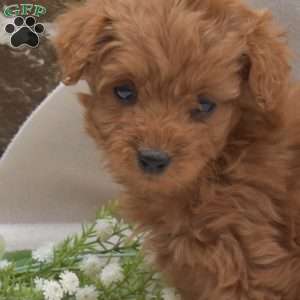 Bindi, Mini Goldendoodle Puppy