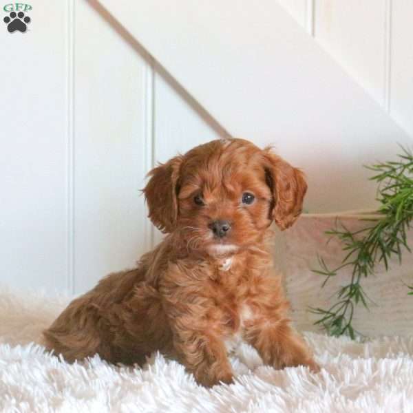 Bingo, Cavapoo Puppy