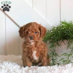 Bingo, Cavapoo Puppy