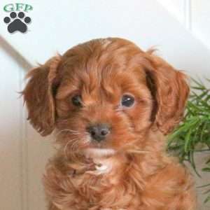 Bingo, Cavapoo Puppy