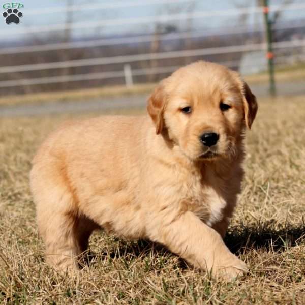 Bingo, Golden Retriever Puppy