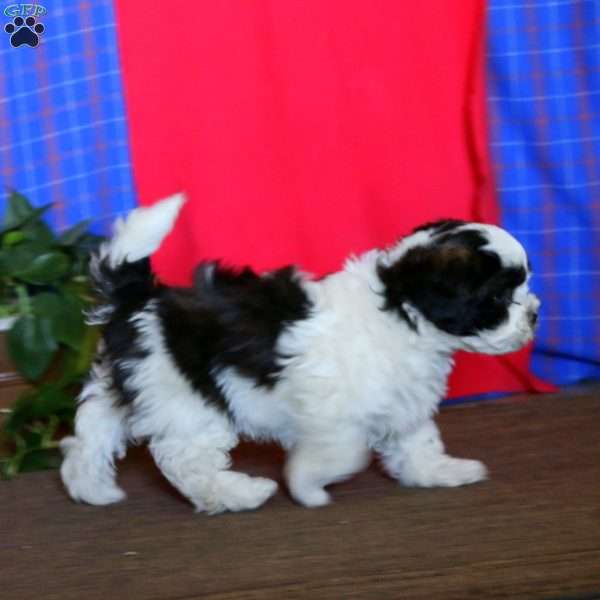 Bingo, Shih Tzu Mix Puppy