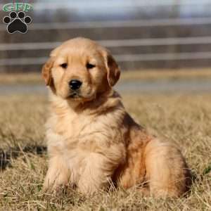 Bingo, Golden Retriever Puppy