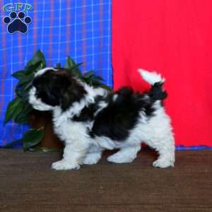 Bingo, Shih Tzu Mix Puppy