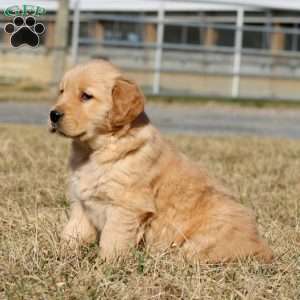 Bingo, Golden Retriever Puppy