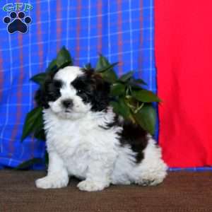 Bingo, Shih Tzu Mix Puppy