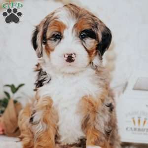 Bingo, Mini Bernedoodle Puppy