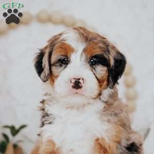 Bingo, Mini Bernedoodle Puppy