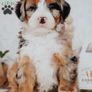 Bingo, Mini Bernedoodle Puppy